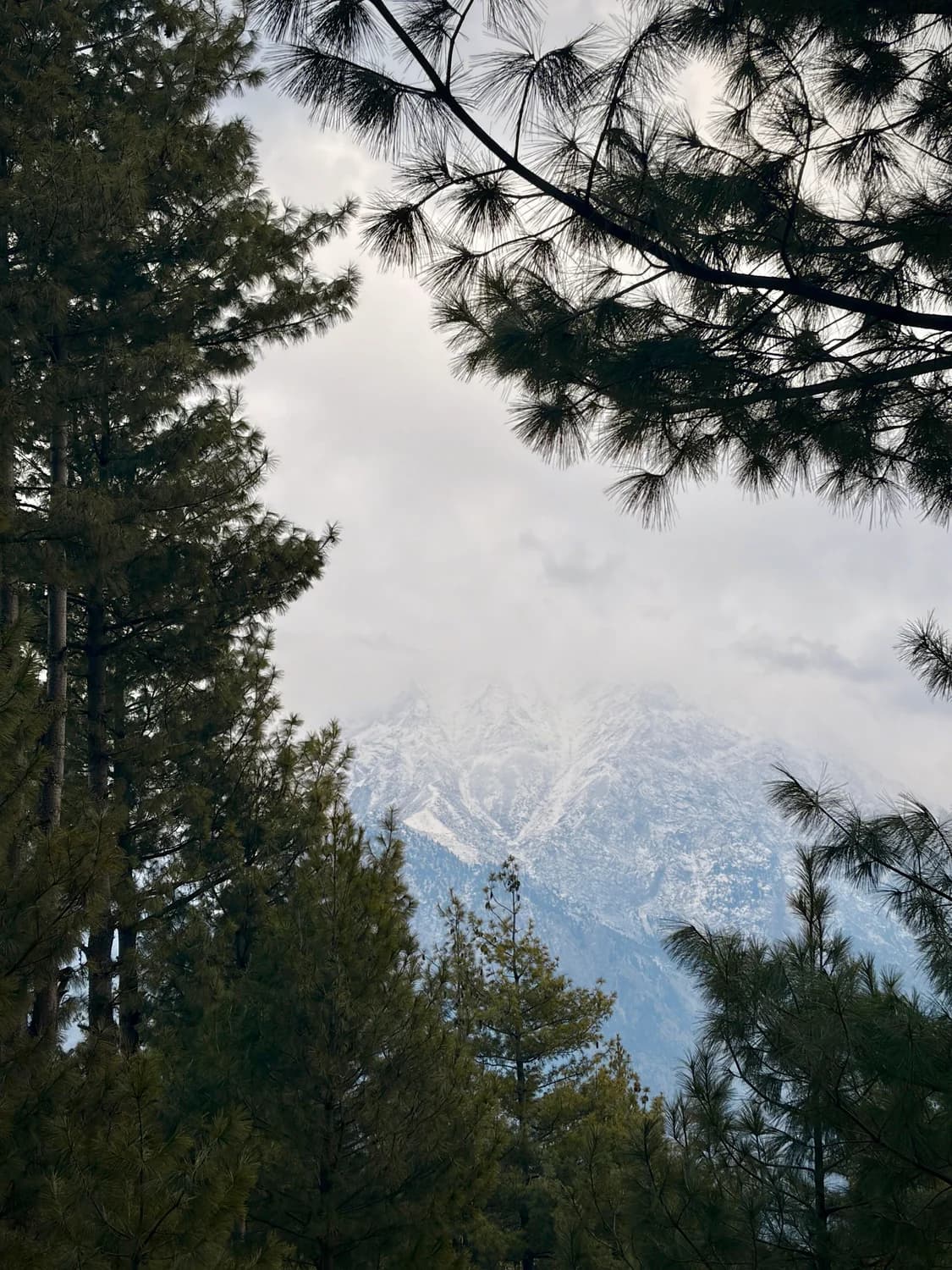 Mountains through the pines